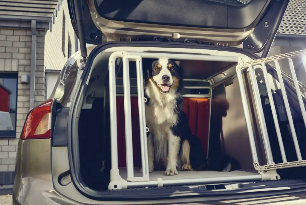 dog cage for ford focus estate