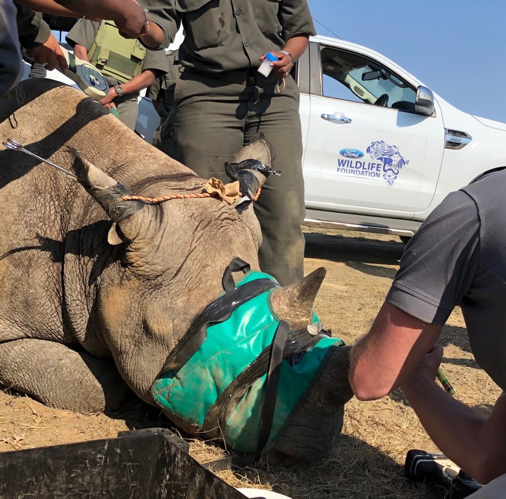Kelly the rhino receiving treatment from doctors and personnel arriving in the Ford Ranger
