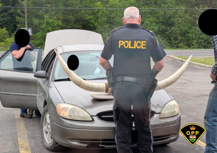 A photo showing the exterior of a Ford Taurus with bull horns from a front angle.